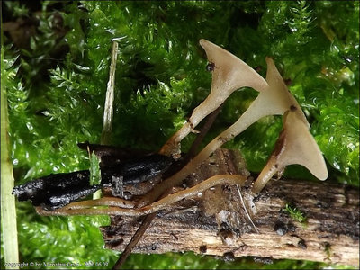 Sclerotinia binucleata