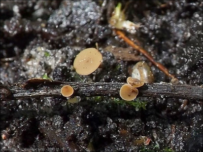 Sclerotinia capillipes