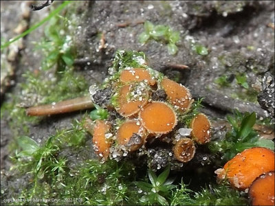 Scutellinia sp. (2022.07.08)