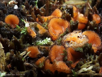 Scutellinia sp. (2023.08.08)