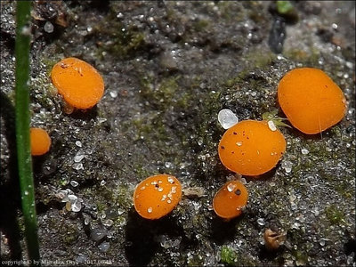 Scutellinia crucipila