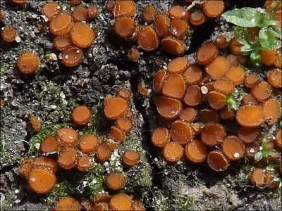 Scutellinia minutella