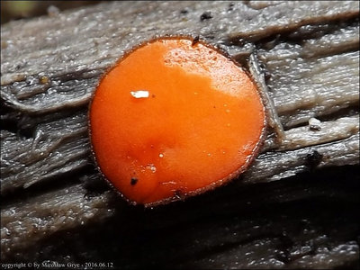 Scutellinia nigrohirtula