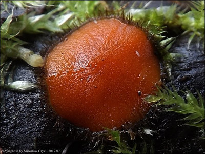 Scutellinia olivascens