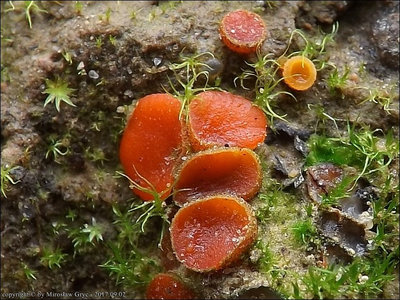 Scutellinia pseudotrechispora