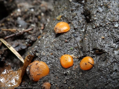 Scutellinia torrentis