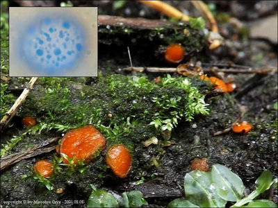 Scutellinia variornata