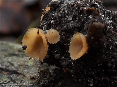 Sepultariella patavina