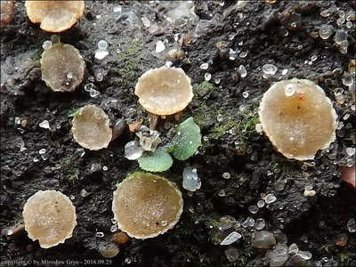 Sepultariella semiimmersa