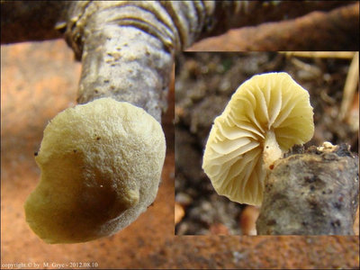 Simocybe haustellaris