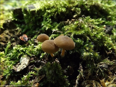 Simocybe haustellaris