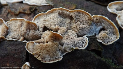 Skeletocutis carneogrisea