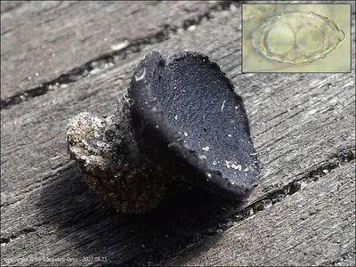 Smardaea amethystina