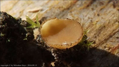 Sphaerosporella brunnea