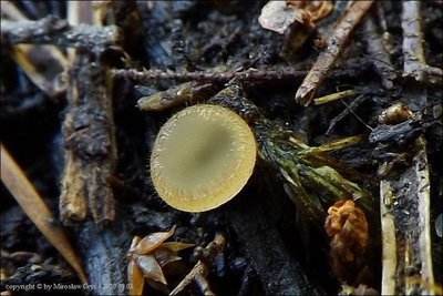 Spooneromyces velenovskyi