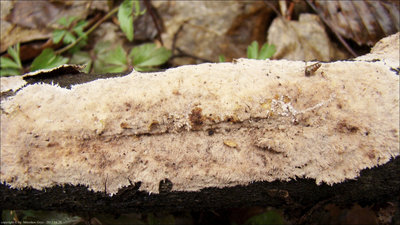 Steccherinum fimbriatum