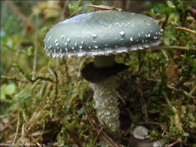 Stropharia aeruginosa