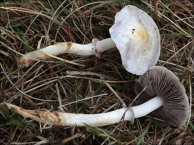 Stropharia albonitens