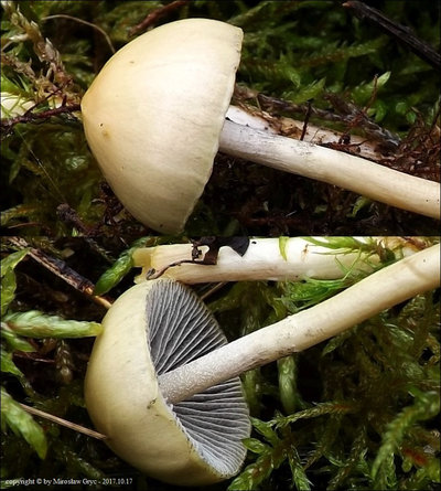 Stropharia alcis