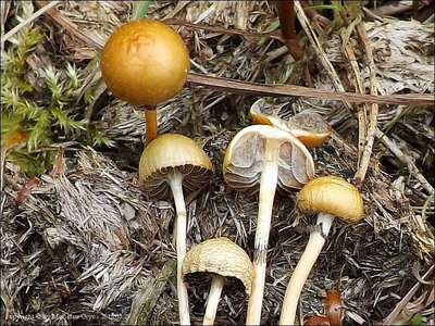 Stropharia dorsipora