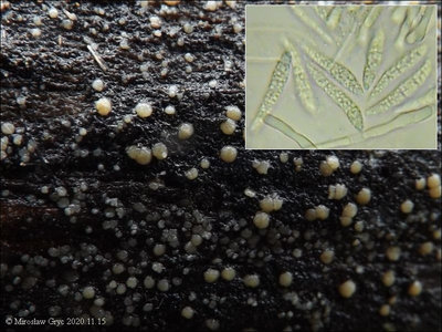 Strossmayeria basitricha