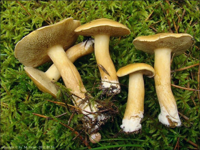 Suillus bovinus