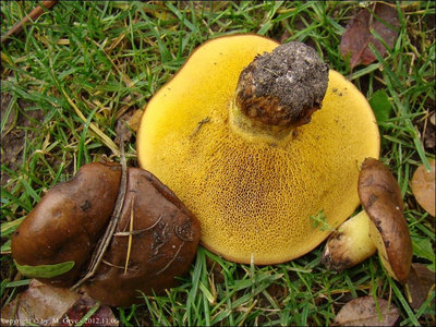 Suillus collinitus