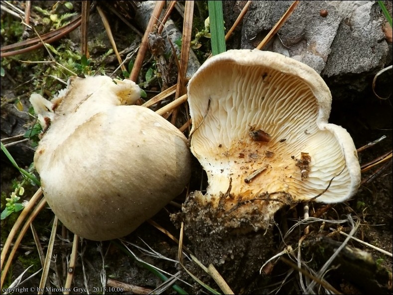 krowiak bocznotrzonowy - zdjęcie główne