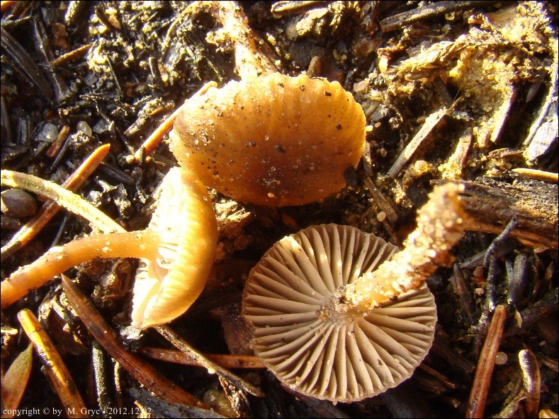 popielatek węglolubny - zdjęcie główne