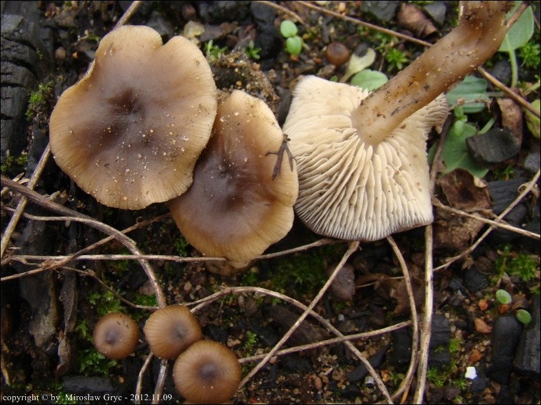 kępkowiec tranowy - zdjęcie główne