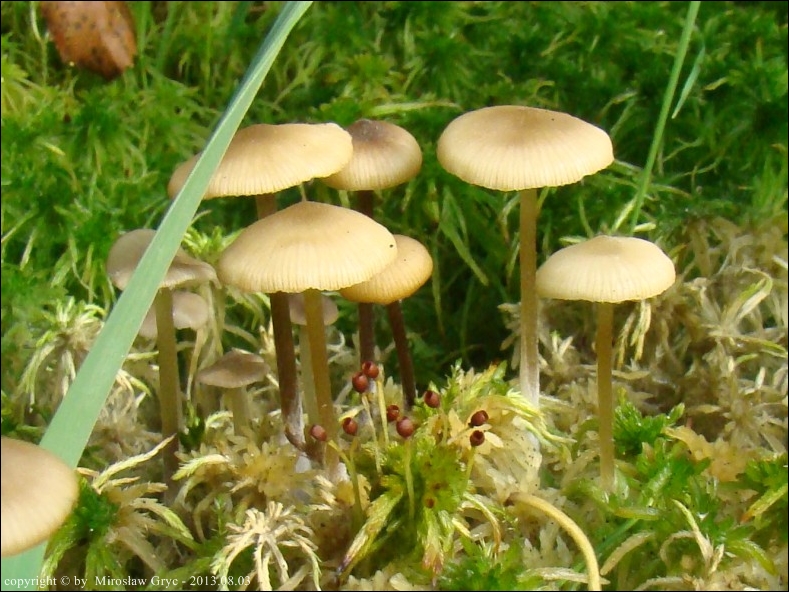 popielatek torfowiskowy - zdjęcie główne