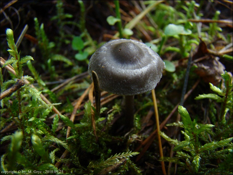 popielatek mącznorzodkwiowy - zdjęcie główne