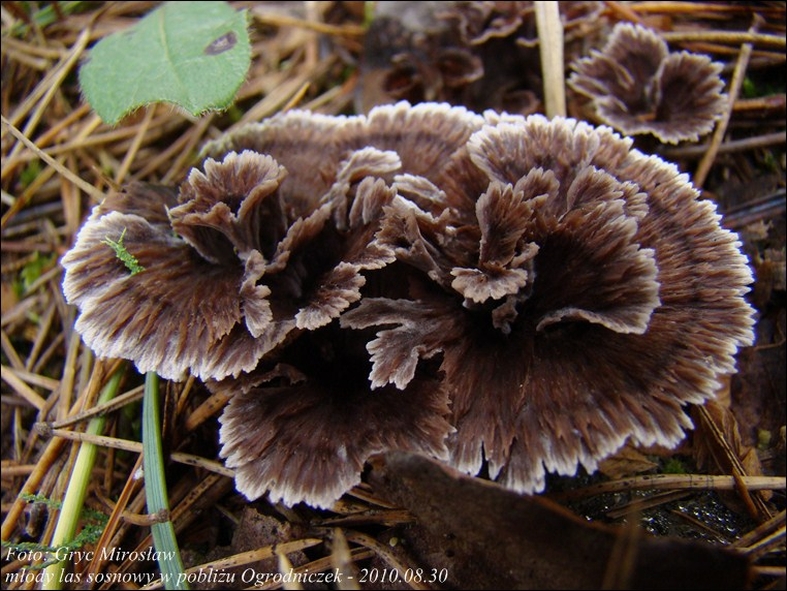 chropiatka lejkowata - zdjęcie główne