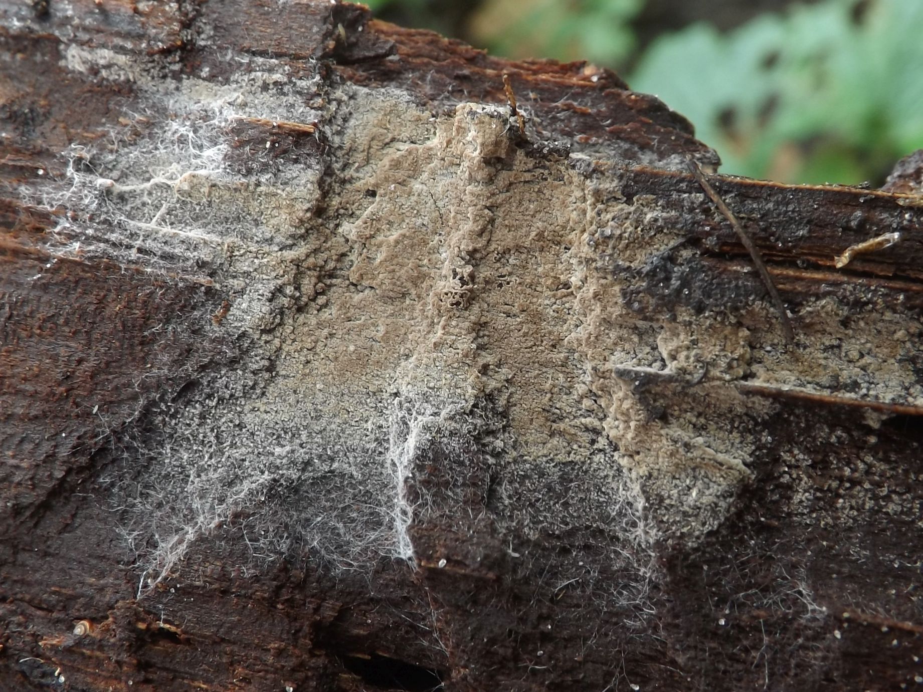 Tomentella eucinerascens