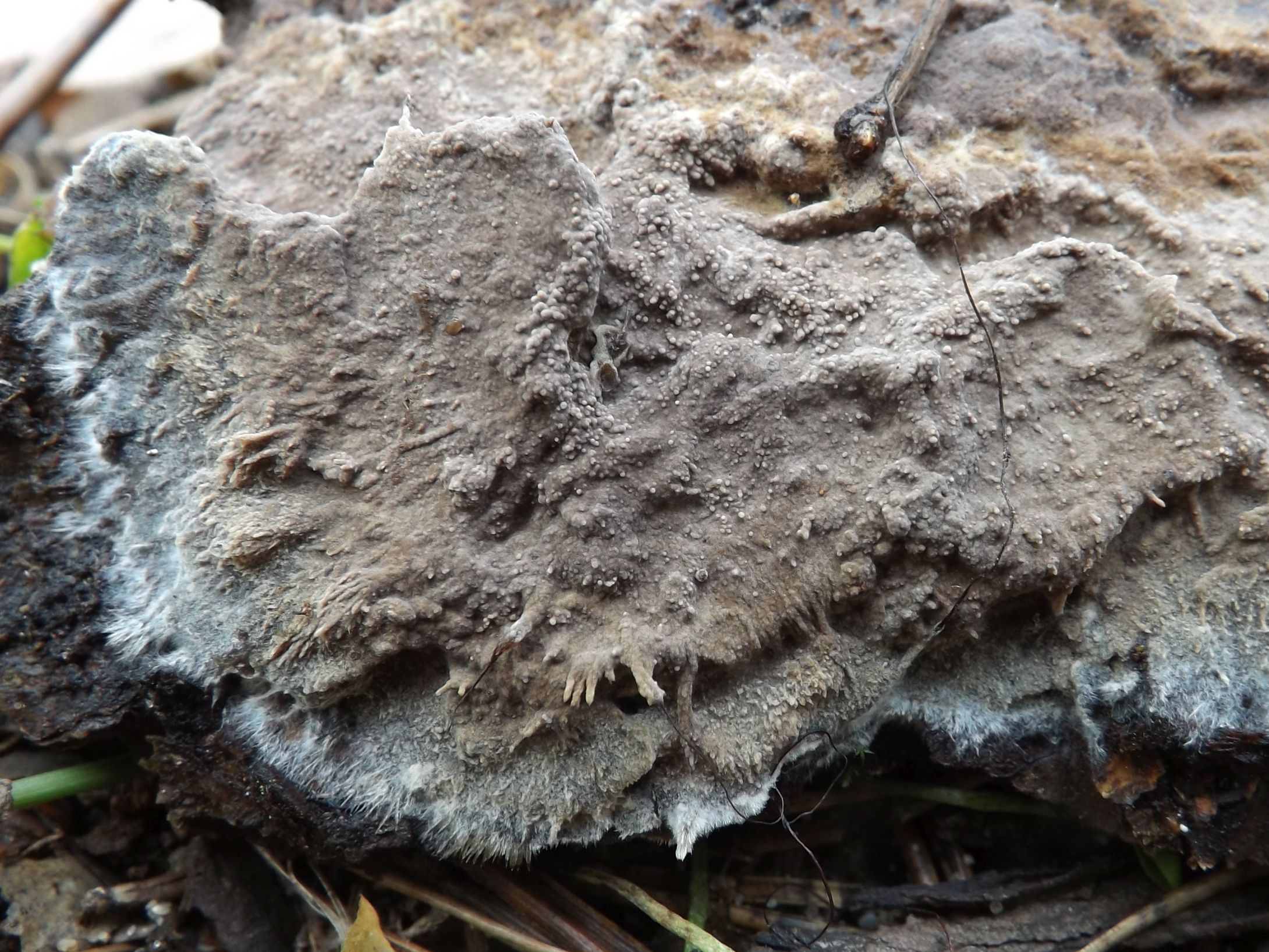 Tomentella extendens