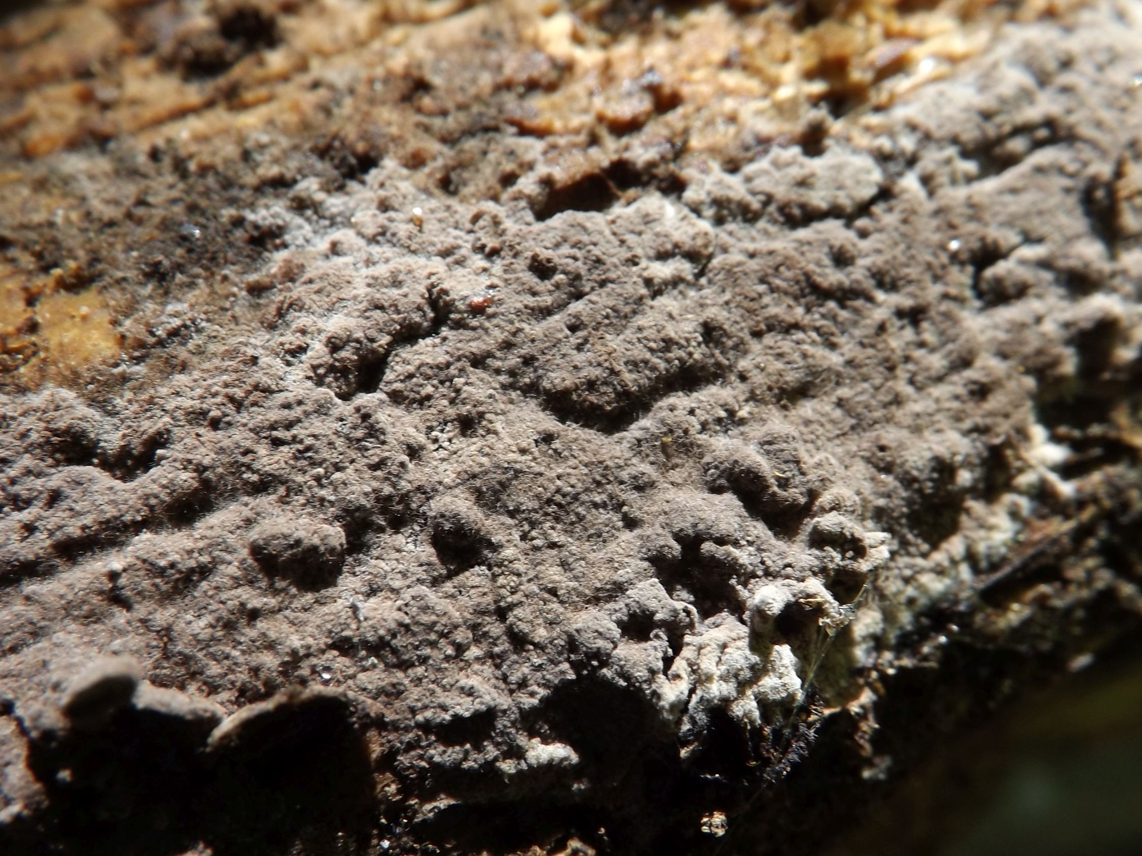 Tomentella lapida
