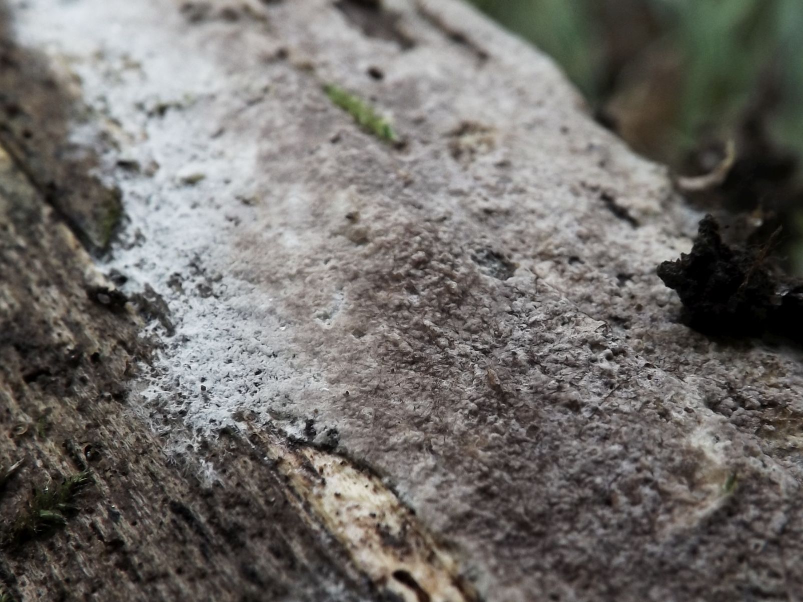 Tomentella lilacinogrisea