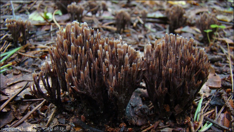 chropiatka cuchnąca - zdjęcie główne