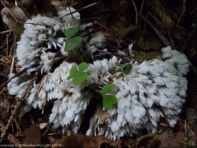 chropiatka pędzelkowata - zdjęcie główne