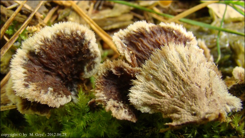 chropiatka pospolita - zdjęcie główne