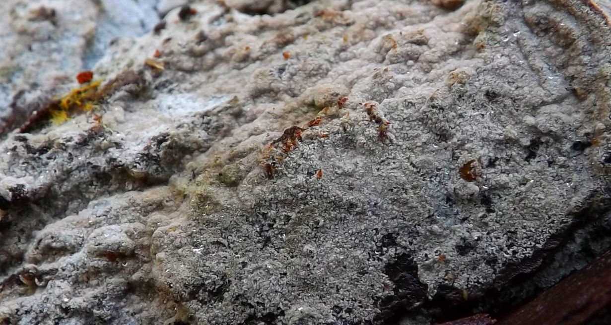 Tomentella galzinii