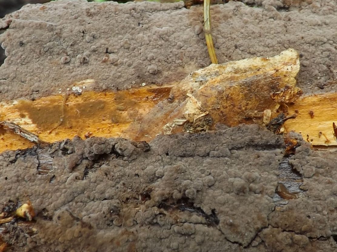 Tomentella stuposa
