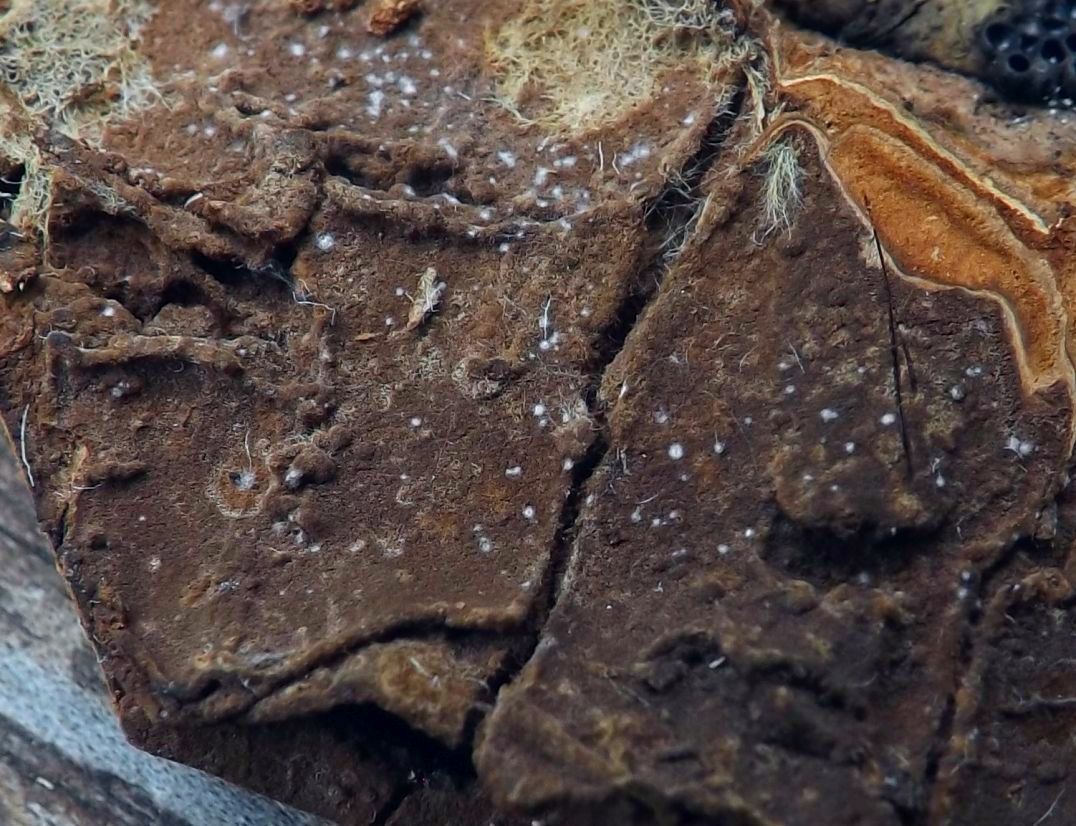 Tomentella wakefieldiae