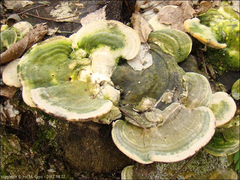 wrośniak garbaty - zdjęcie główne