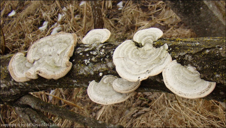 wrośniak szorstki - zdjęcie główne