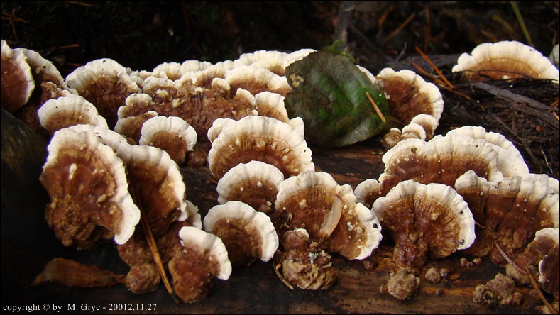 wrośniak strefowany - zdjęcie główne