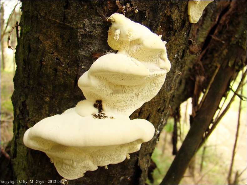 wrośniak anyżkowy - zdjęcie główne