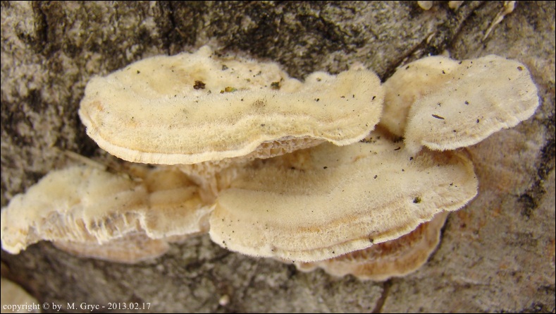 włochatka jasna - zdjęcie główne