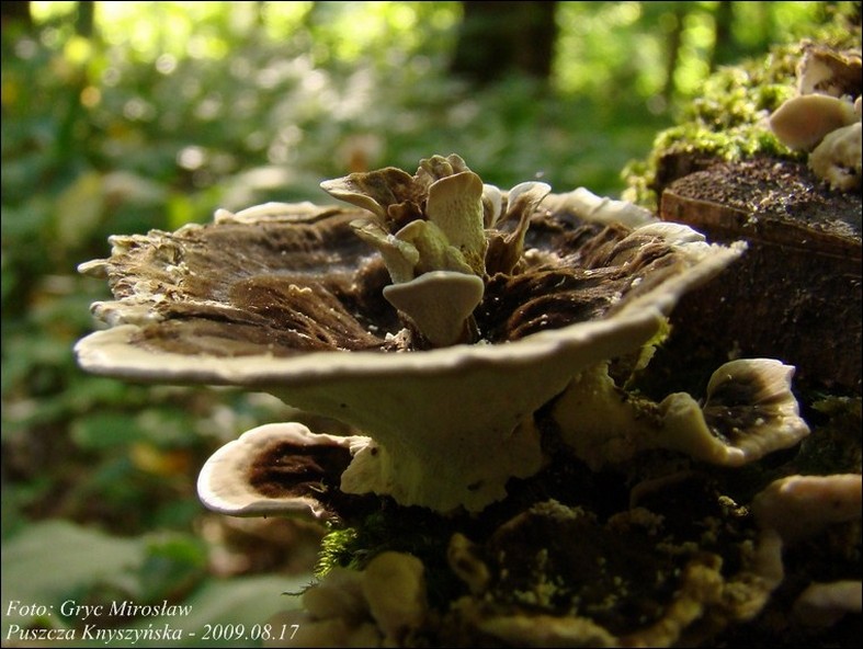 wrośniak różnobarwny - zdjęcie główne