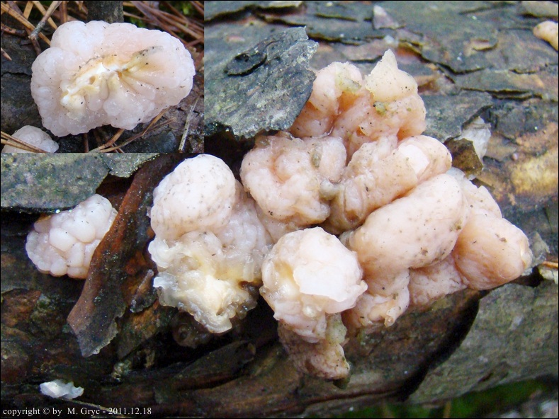 trzęsak mózgowaty - zdjęcie główne